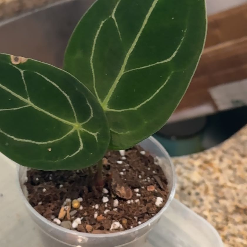 Photo of the plant species Anthurium forgetii by @Bluejay8922 named Curie on Greg, the plant care app