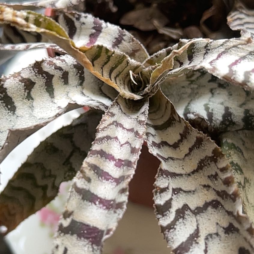 Photo of the plant species Chocolate Stripe by @MatchlessOlneya named Messi on Greg, the plant care app