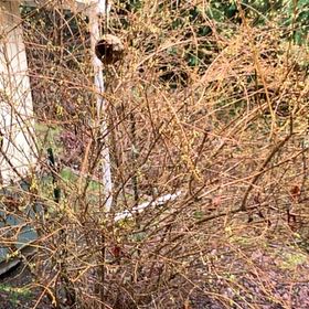 Photo of the plant species Common Snowberry by @BrotherSedum named Stella on Greg, the plant care app