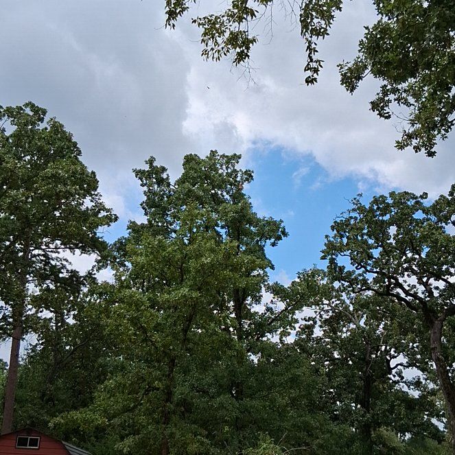 Photo of the plant species Common Cottonwood by @ExpertDill99 named Daphne on Greg, the plant care app