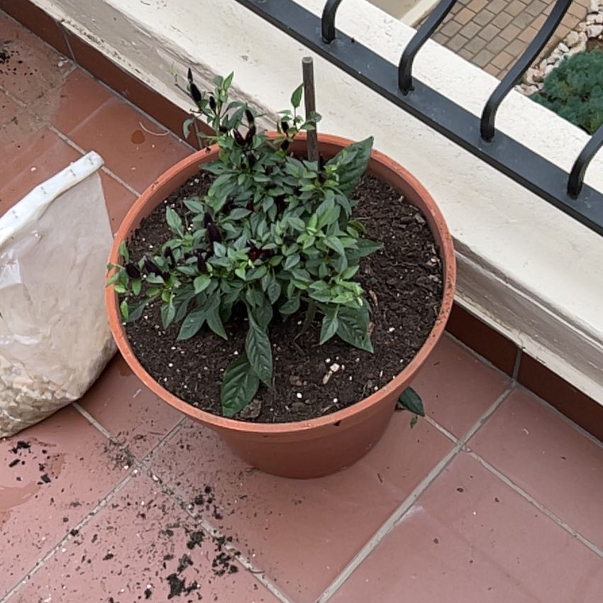 Photo of the plant species Ornamental Pepper by @PiousNinebark6 named Morgan Treeman on Greg, the plant care app