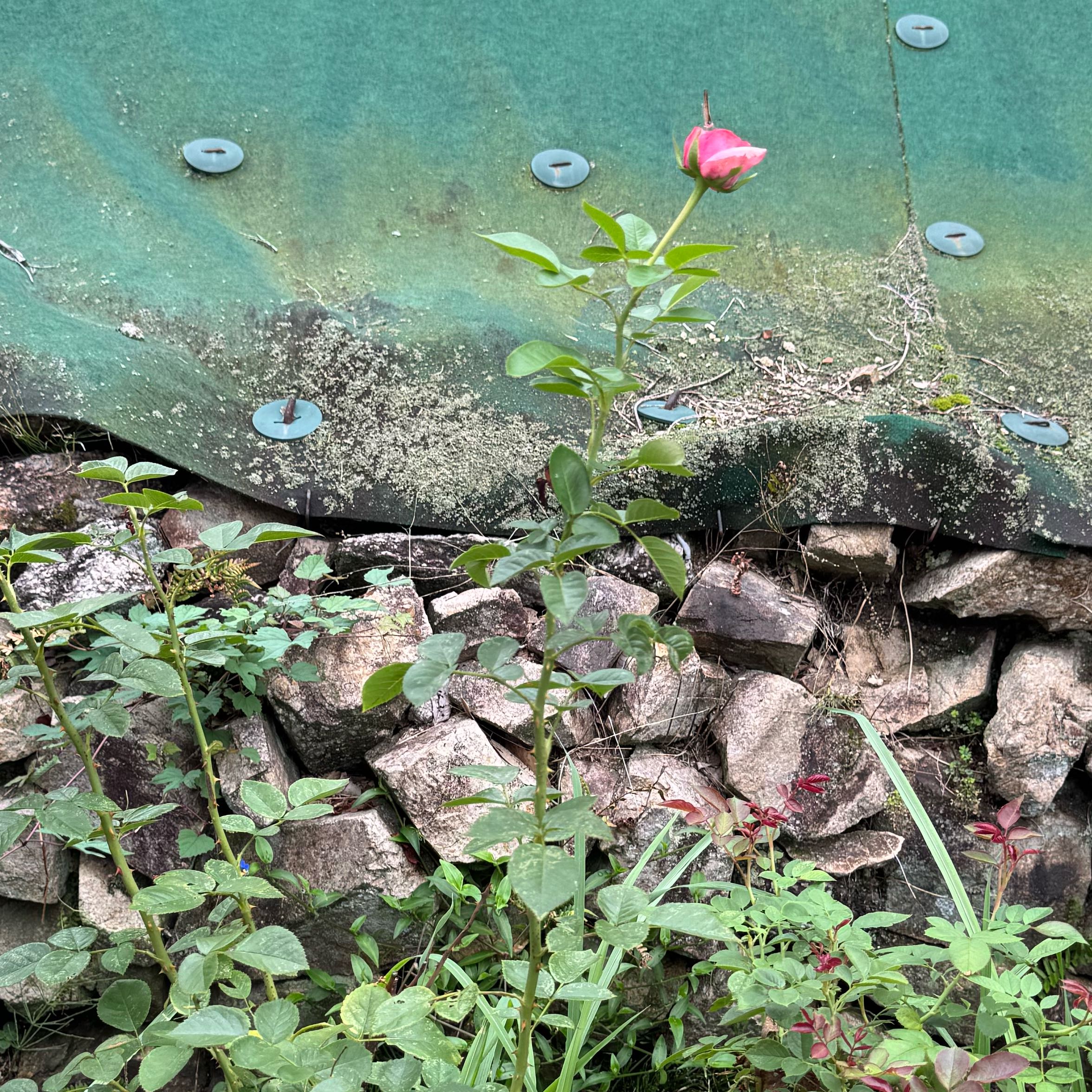 Photo of the plant species Cyclamen 'Romina Rose' by @PaternalMyagrum named Xena on Greg, the plant care app