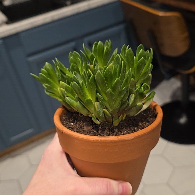 Photo of the plant species Marloth's Anacampseros by @MentorBluerose named Tony on Greg, the plant care app
