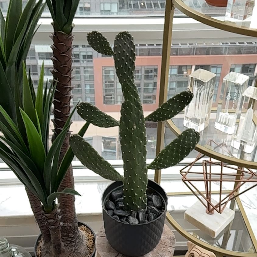 Photo of the plant species fig opuntia by @RadOlneya69 named Gumbo on Greg, the plant care app