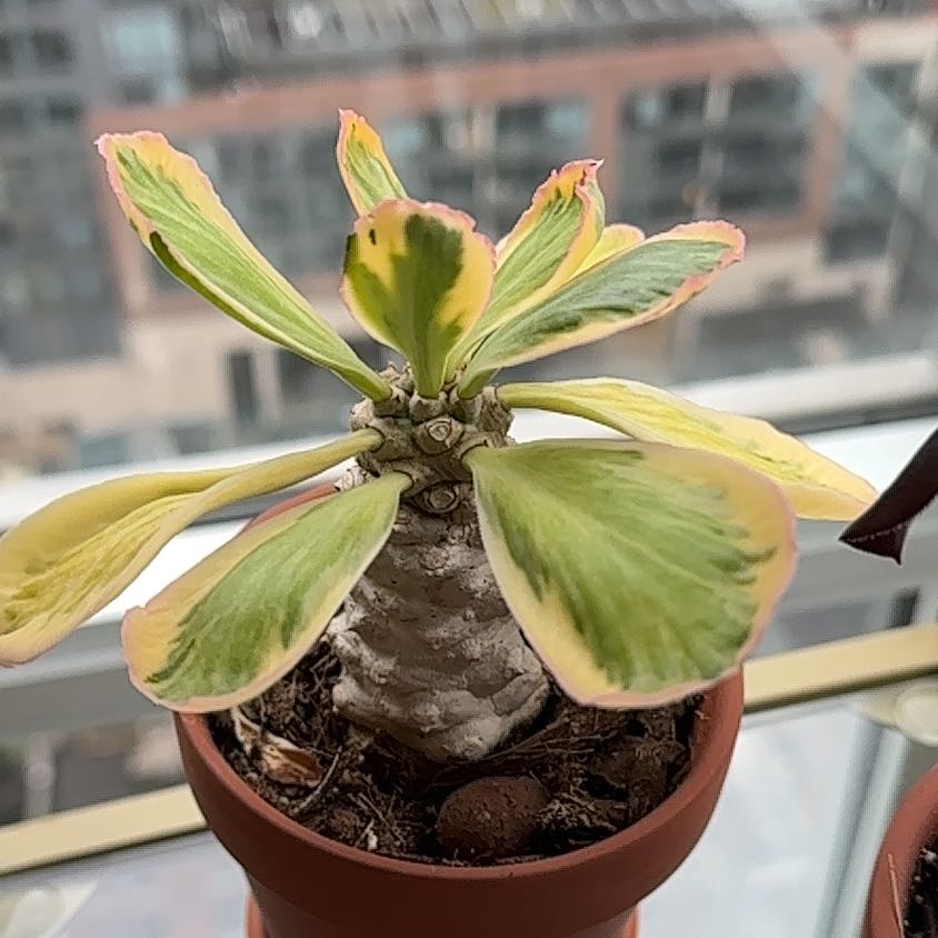 Photo of the plant species Variegated Euphorbia Poissonii by @RadOlneya69 named Mochi on Greg, the plant care app