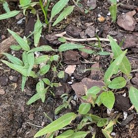 Photo of the plant species Slender Sunflower by @AproposCowpea named Fernie Mac on Greg, the plant care app