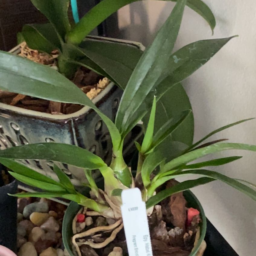 Photo of the plant species cross of E. cordigera x Epi. paniculatum. by @AlwaysPlanera named Michelle Branch on Greg, the plant care app