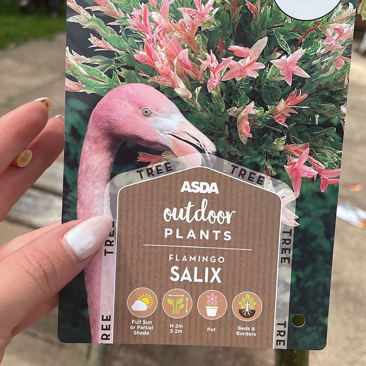 Photo of the plant species flamingo willow by @PreciseSunburst named Kendall on Greg, the plant care app