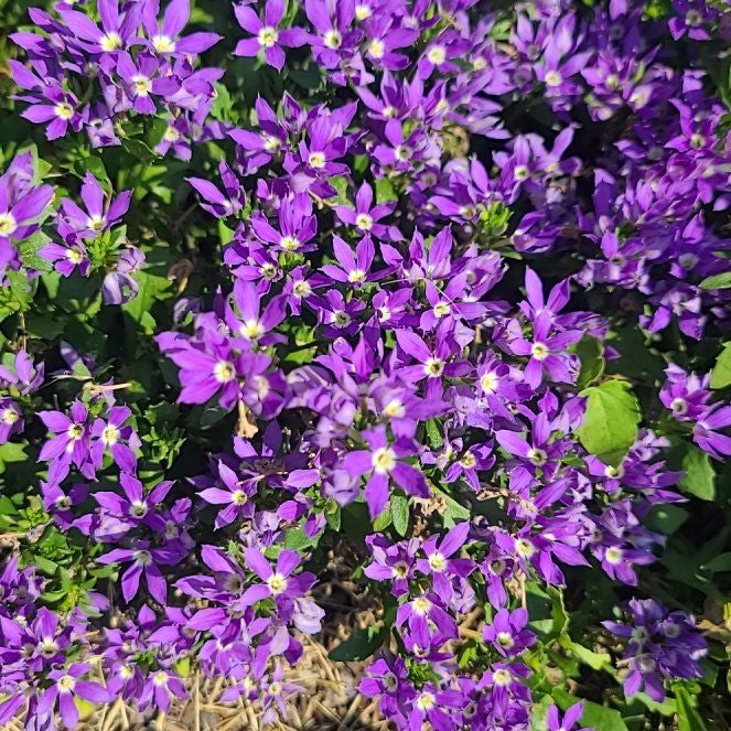 Photo of the plant species European Venus' Looking Glass by @AngelLorinseria named Foxxy on Greg, the plant care app