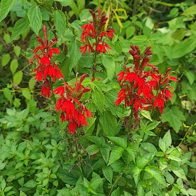 Photo of the plant species Cardinal Flower by @AngelLorinseria named Huckleberry Fern on Greg, the plant care app
