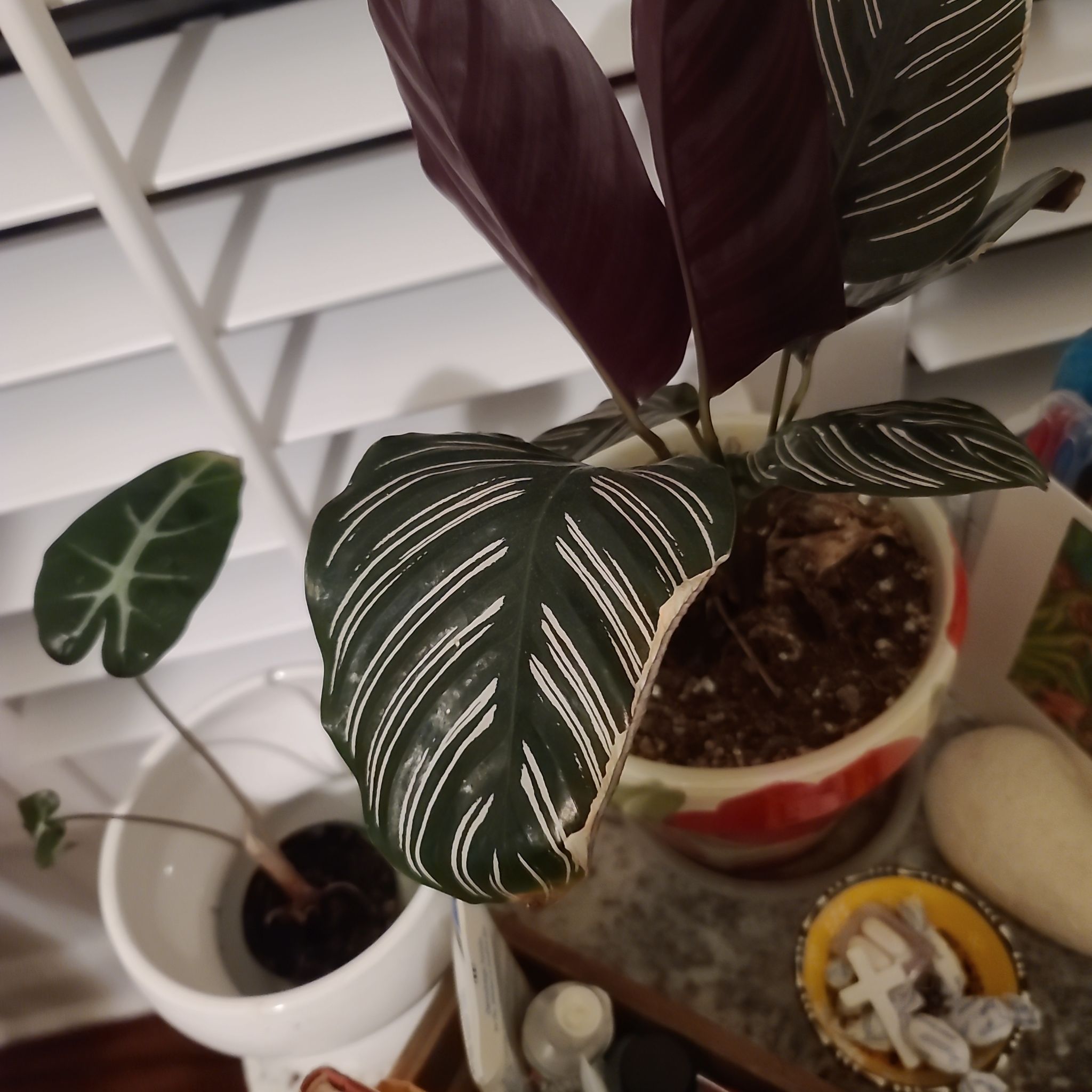 Photo of the plant species Indian Hemp by @AngelLorinseria named Planty on Greg, the plant care app