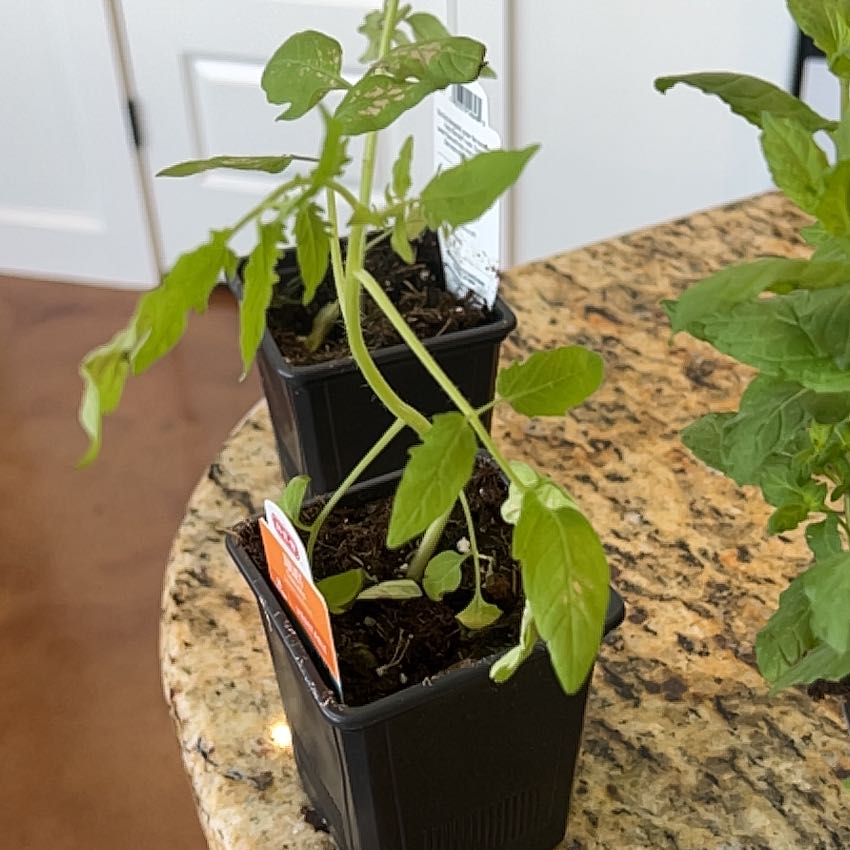 Photo of the plant species Juliet Tomato by @AmusingDovetree named Beckham on Greg, the plant care app