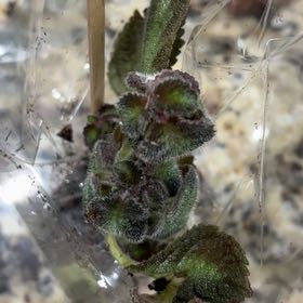 Photo of the plant species Common Iceplant by @TidyRescuegrass named Diana on Greg, the plant care app