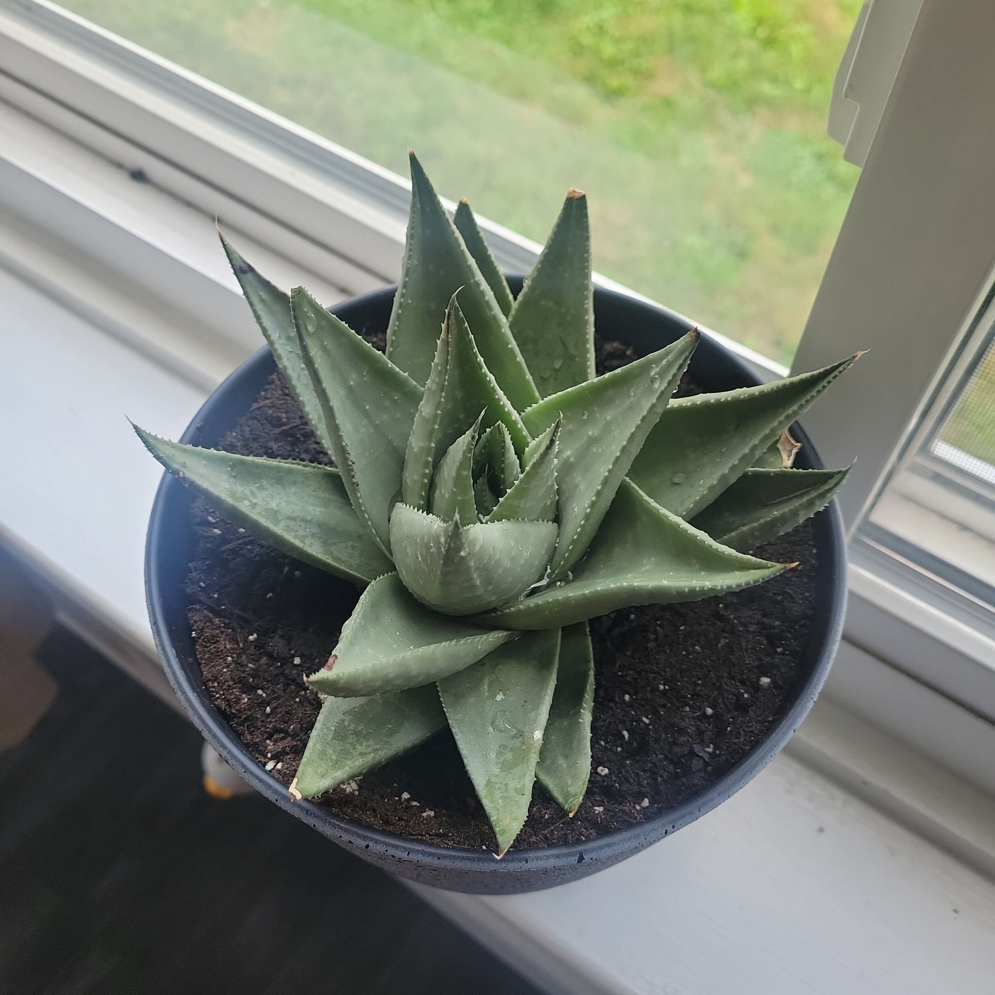 Photo of the plant species Gasteraloe 'Kabela' by @DoughtyHautree named Lola on Greg, the plant care app