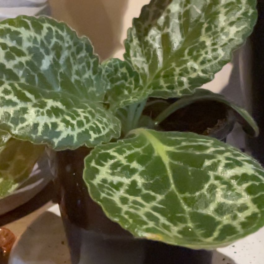 Photo of the plant species Pretty Turtle by @SunnyTagetes39 named Figyonce on Greg, the plant care app