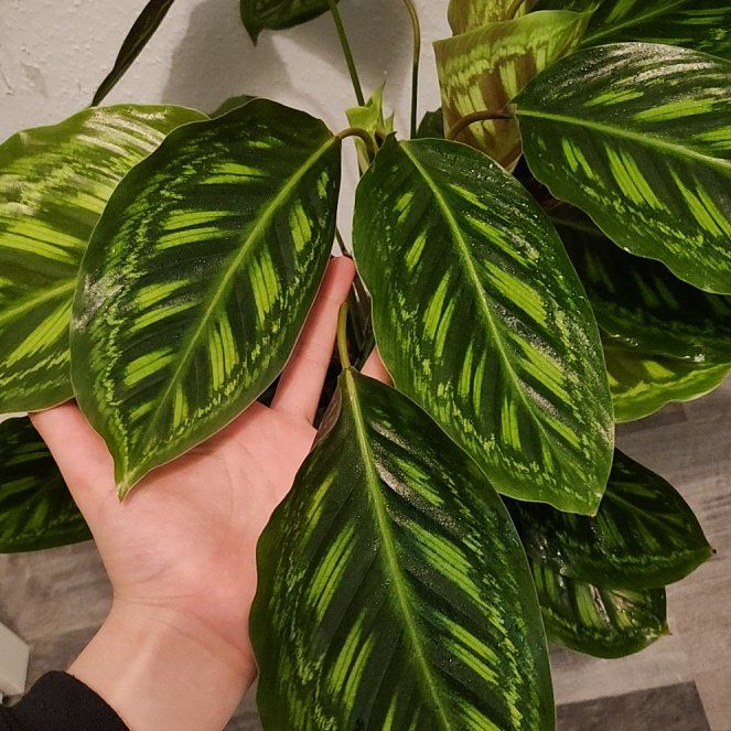 Photo of the plant species Calathea Flamestar by @HeadFilbert70 named Bigleef Smalls on Greg, the plant care app