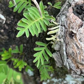Photo of the plant species Resurrection Fern by @TrueRedsky0 named Peter Parker on Greg, the plant care app