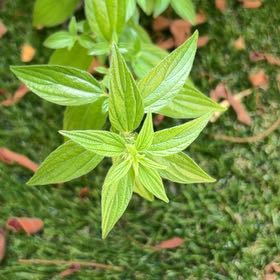 Photo of the plant species Pellitory Of The Wall by @TrueRedsky0 named Miley on Greg, the plant care app