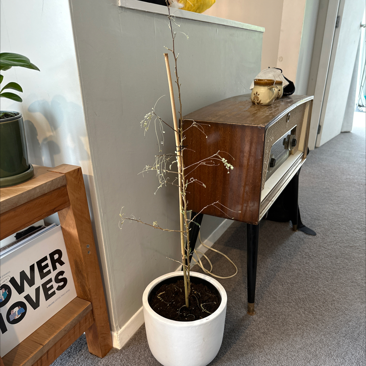 Kowhai plant in a white pot indoors, tall and thin with sparse foliage.