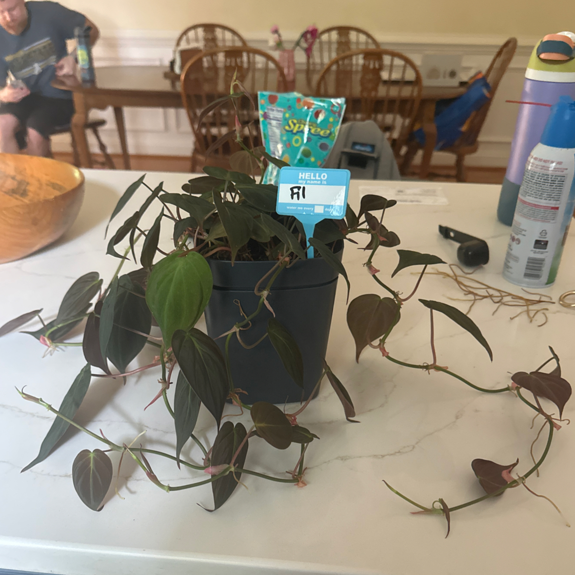Photo of the plant species Velvet Leaf Philodendron by @GnarlySuriana87 named Fil on Greg, the plant care app