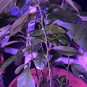 Photo of the plant species Citrus medica by @MeekSpinysenna named Foxxy on Greg, the plant care app