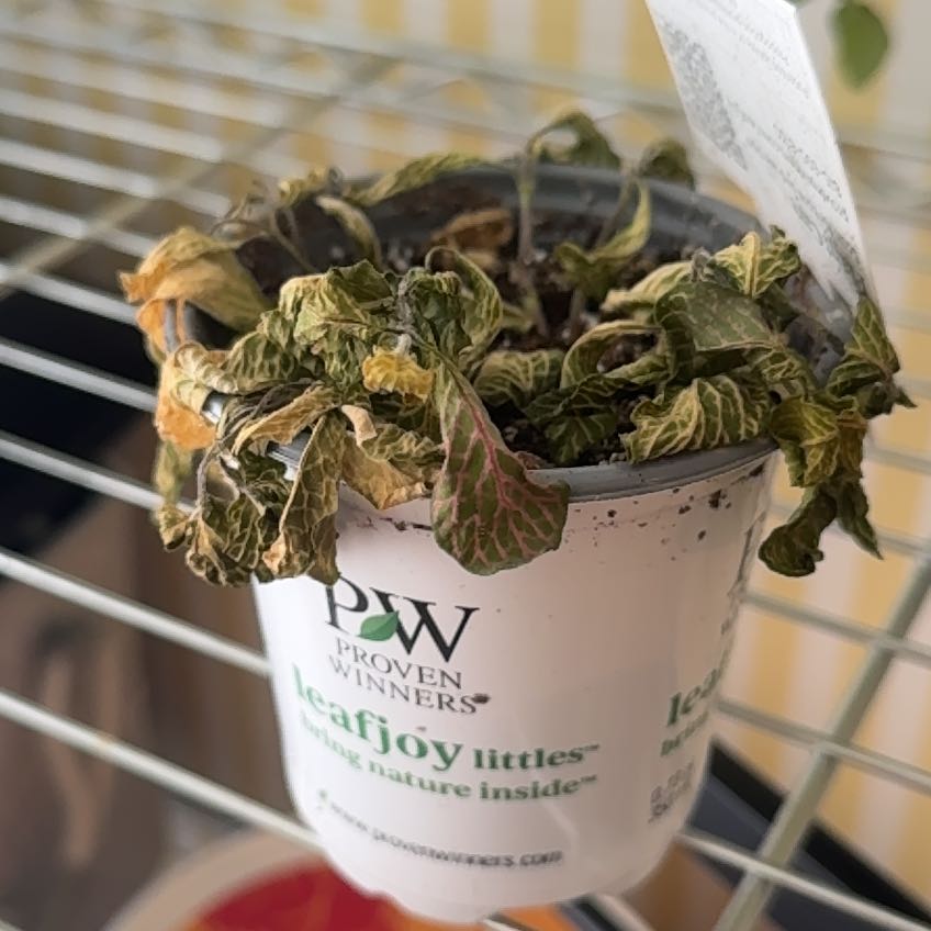 Photo of the plant species Ruby Lime by @redrummika named Ruby on Greg, the plant care app