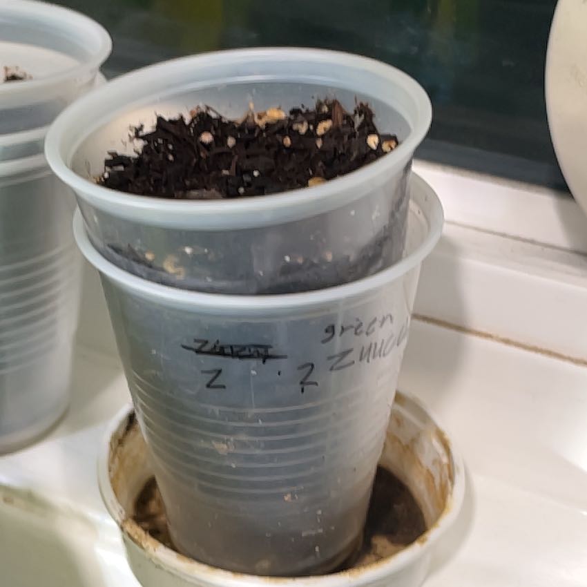 Photo of the plant species Black Zucchini by @ZestAnnualdaisy named Bodhi on Greg, the plant care app