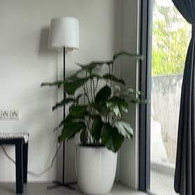 Photo of the plant species Sweet Prayer Plant by @ManlyDateplum65 named Terra on Greg, the plant care app