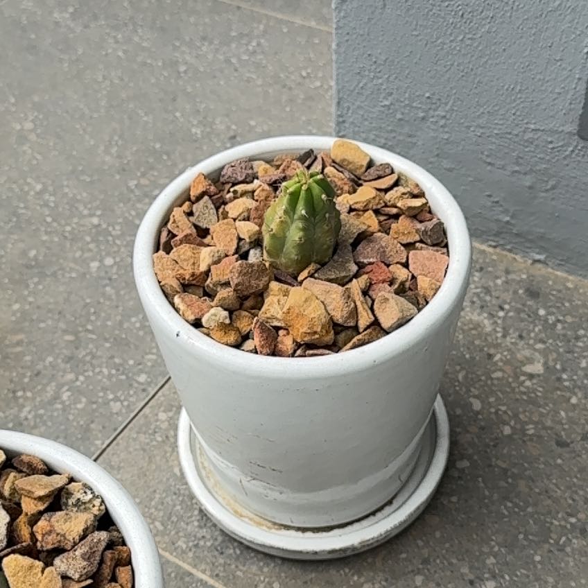 Photo of the plant species Trichocereus macrogonus by @HonestTreeheath named Peruvian Torch on Greg, the plant care app