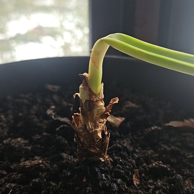 Photo of the plant species Yellow Spider Lily by @YeahAcajou31 named Cleopatra on Greg, the plant care app