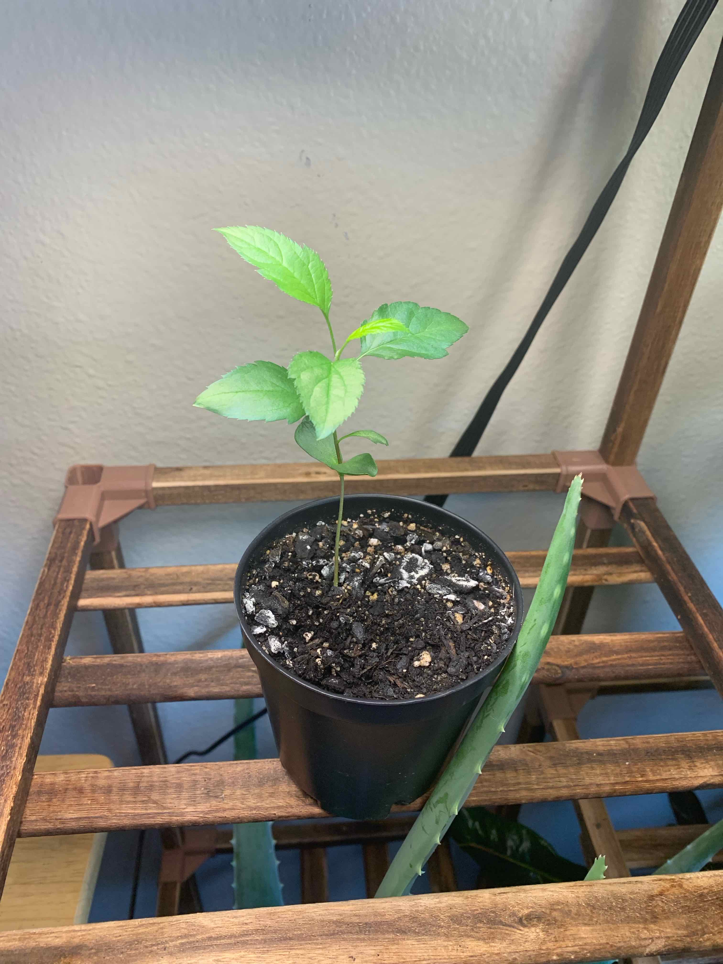 Young apple plant in a black pot with visible soil, placed on a wooden shelf.