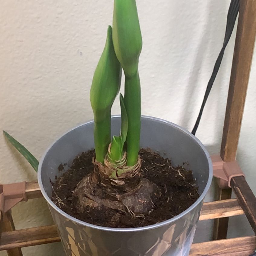 Photo of the plant species Hippeastrum 'White Nymph' by @jackplants named Orwell on Greg, the plant care app