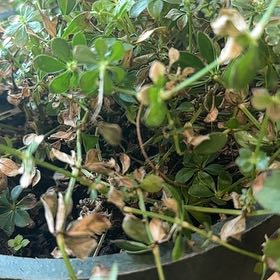 Photo of the plant species Sweet Woodruff 'Album' by @BigOxlip4 named Maya on Greg, the plant care app