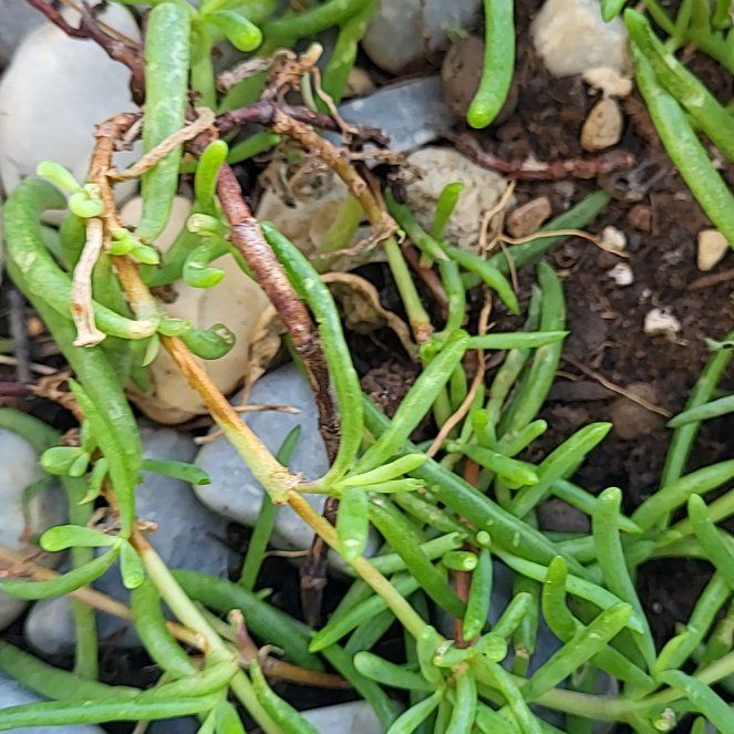 Photo of the plant species Marsh Jaumea by @ProOrangetree84 named Morgan Treeman on Greg, the plant care app