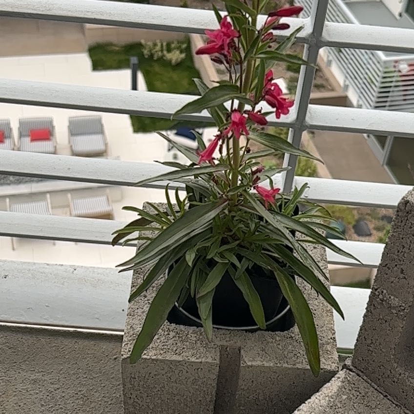 Photo of the plant species Beardlip Beardtongue by @CoolIvy72 named ChaCha on Greg, the plant care app