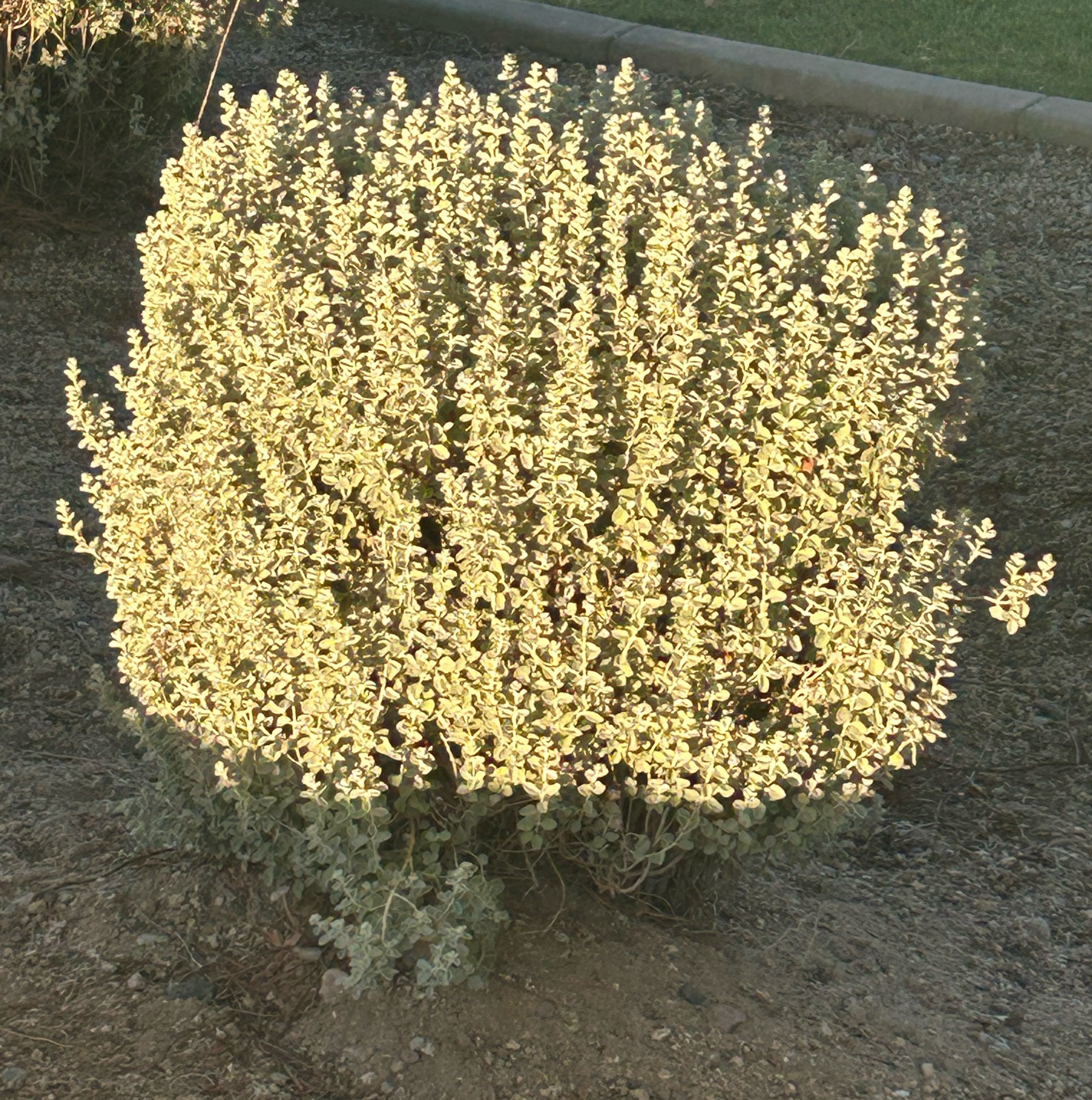 Photo of the plant species White Texas Sage by @RadDropwort73 named Gomez on Greg, the plant care app