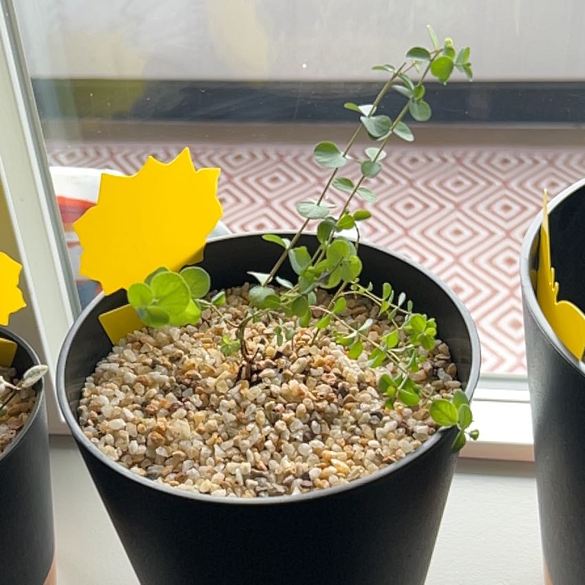 Photo of the plant species Eucalyptus by @SportyDyebush named Mollie on Greg, the plant care app