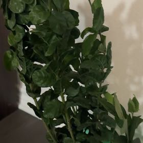 Photo of the plant species Jasmine 'Grand Duke' by @TutorPiperaceae named Yasmin on Greg, the plant care app