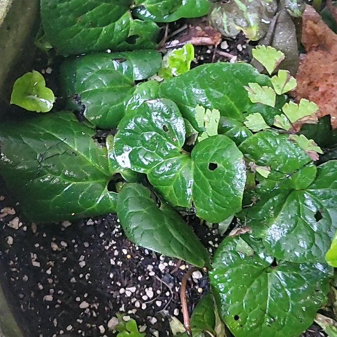 Photo of the plant species Hartweg's Wild Ginger by @ModestLakesedge named Sonora on Greg, the plant care app