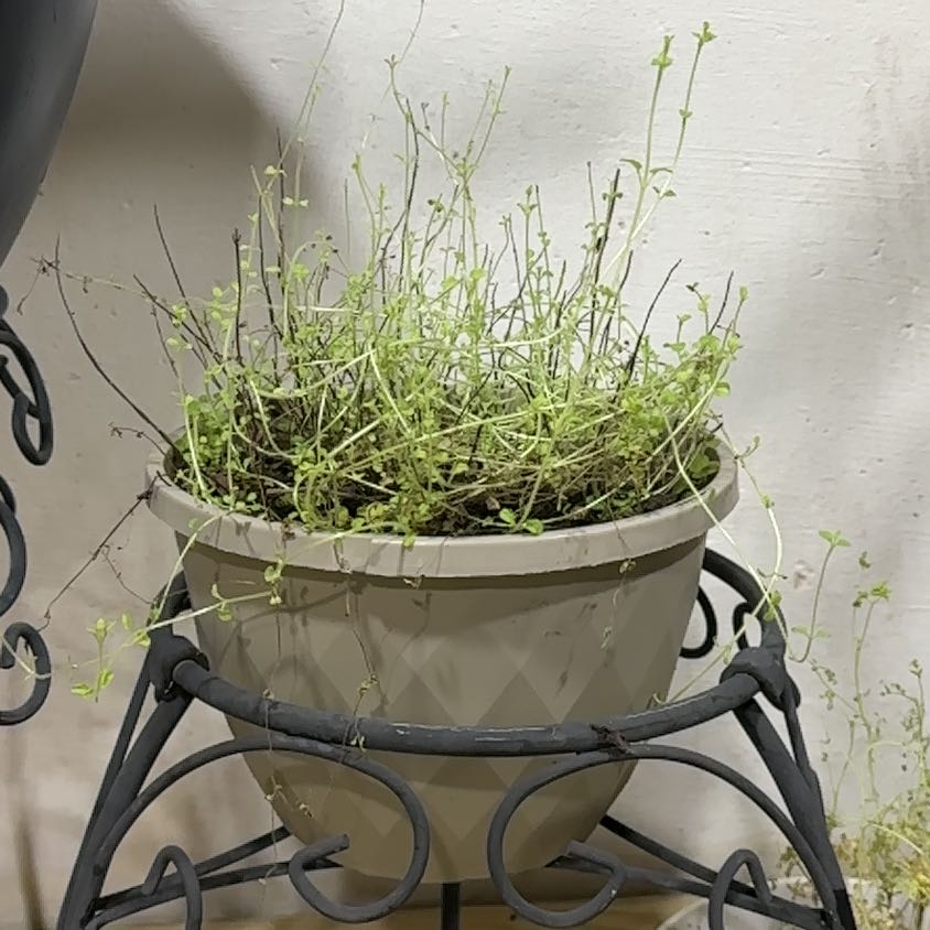 Photo of the plant species Oregano 'Italian' by @WarrantedCacto named Fernie Saunders on Greg, the plant care app