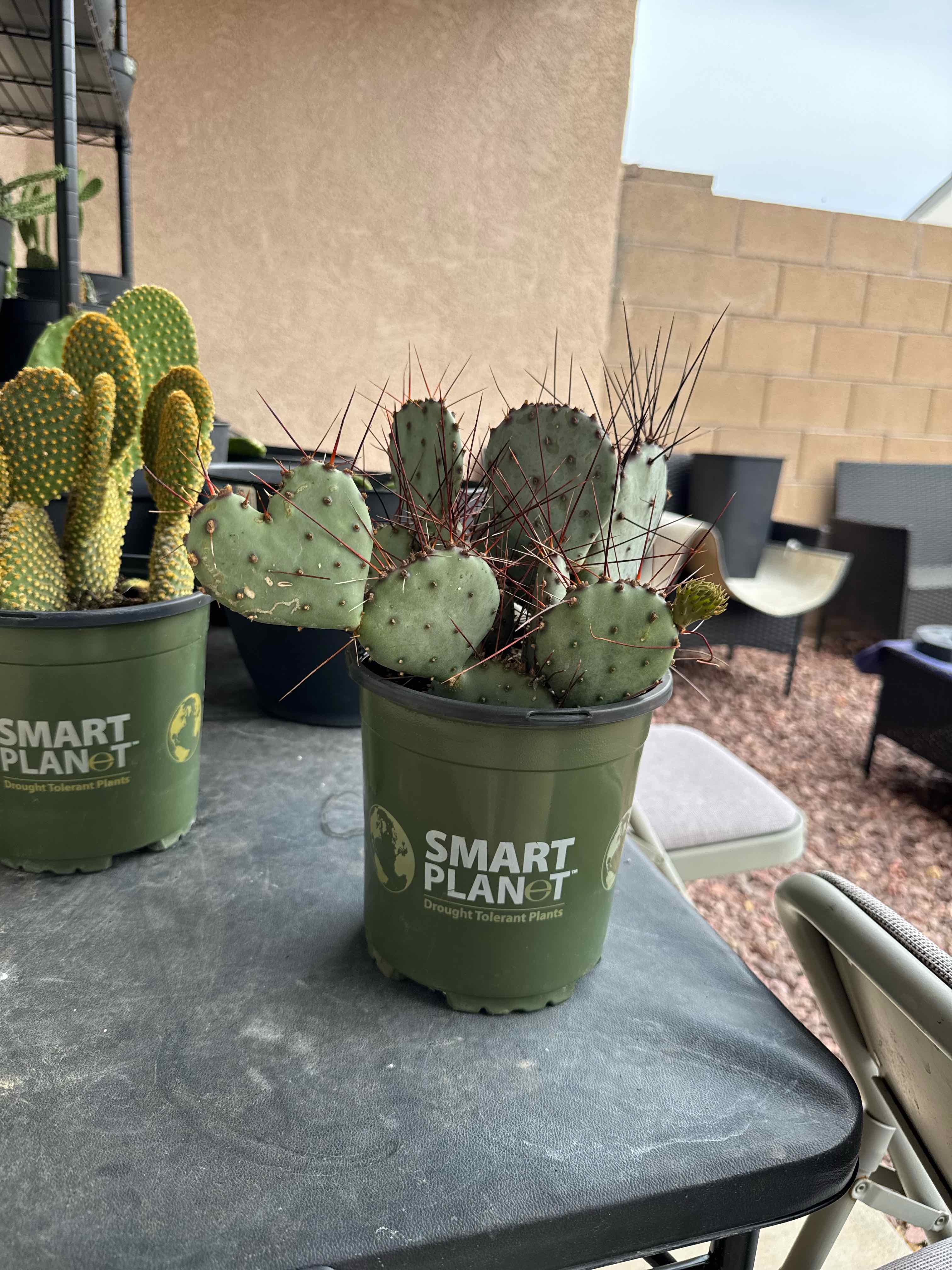 Photo of the plant species Prickly Pear Amethyst Wave by @GuruGoatweed1 named Queen of Hearts on Greg, the plant care app