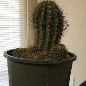 Photo of the plant species Torch Cactus by @GuruGoatweed1 named Hades on Greg, the plant care app