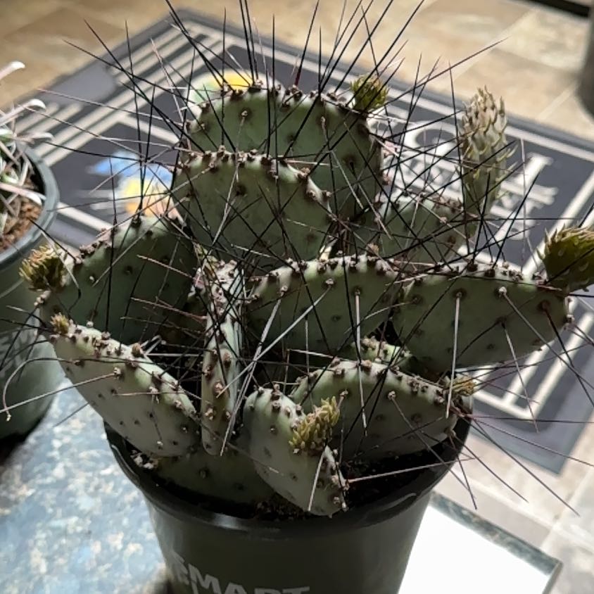 Photo of the plant species Prickly Pear Amethyst Wave by @GuruGoatweed1 named Cheshire Cat on Greg, the plant care app