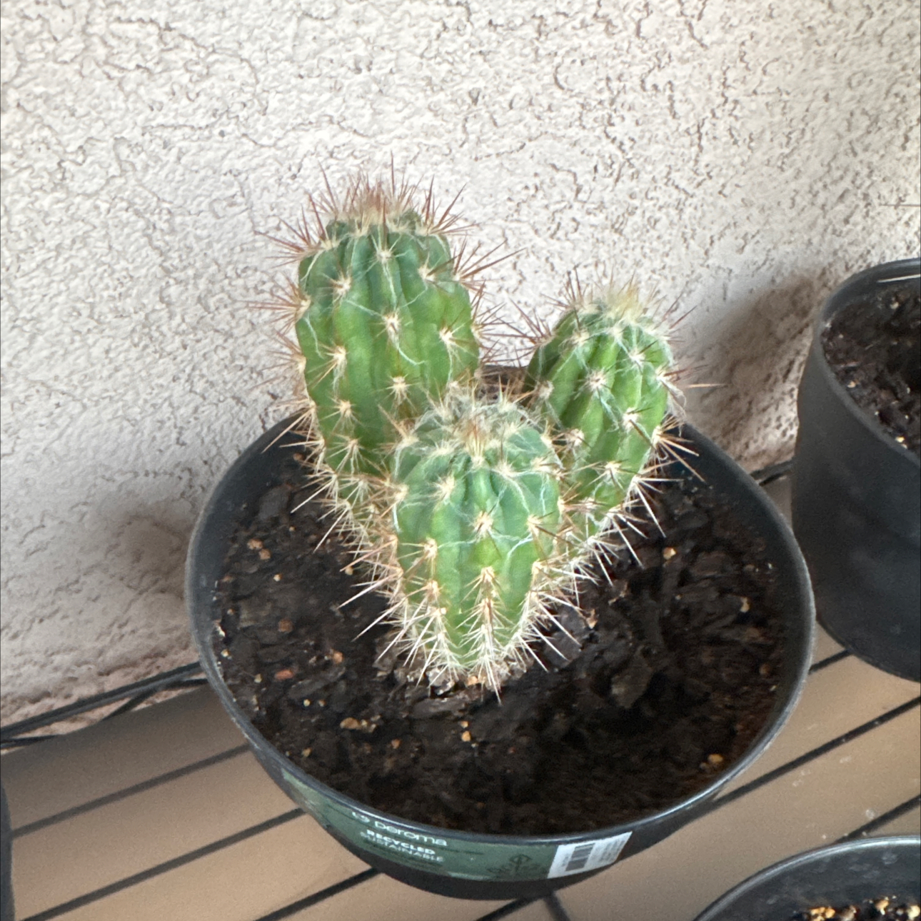 Photo of the plant species Pilosocereus gounellii by @GuruGoatweed1 named Plankton on Greg, the plant care app