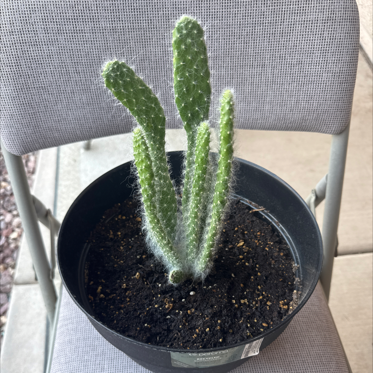 Photo of the plant species Opuntia by @GuruGoatweed1 named Thumper on Greg, the plant care app
