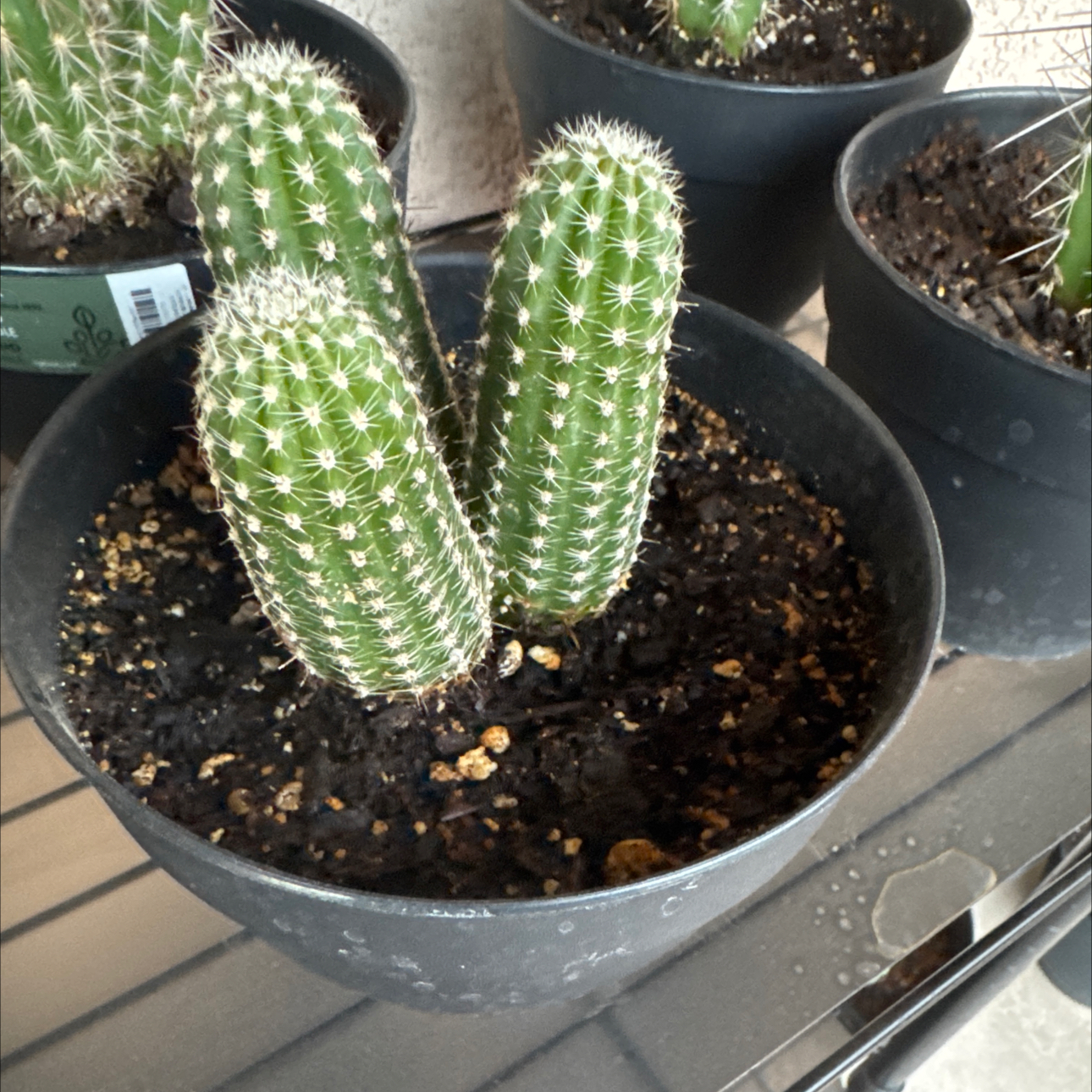 Photo of the plant species Echinopsis 'Rose Quartz' by @GuruGoatweed1 named Huey, Dewey, and Louie on Greg, the plant care app