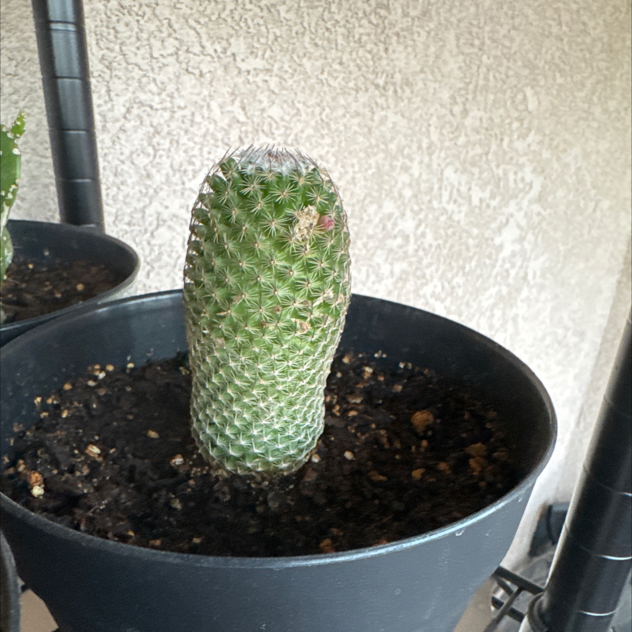 Photo of the plant species Cactus by @GuruGoatweed1 named Norbit on Greg, the plant care app