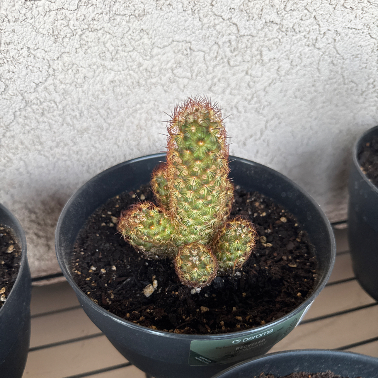 Photo of the plant species Lady Finger Cactus 'Copper King' by @GuruGoatweed1 named Captain Plant-it on Greg, the plant care app