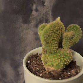 Photo of the plant species Crazy Bunny Ears by @WunderkindPecan named Jacktus Cactus on Greg, the plant care app