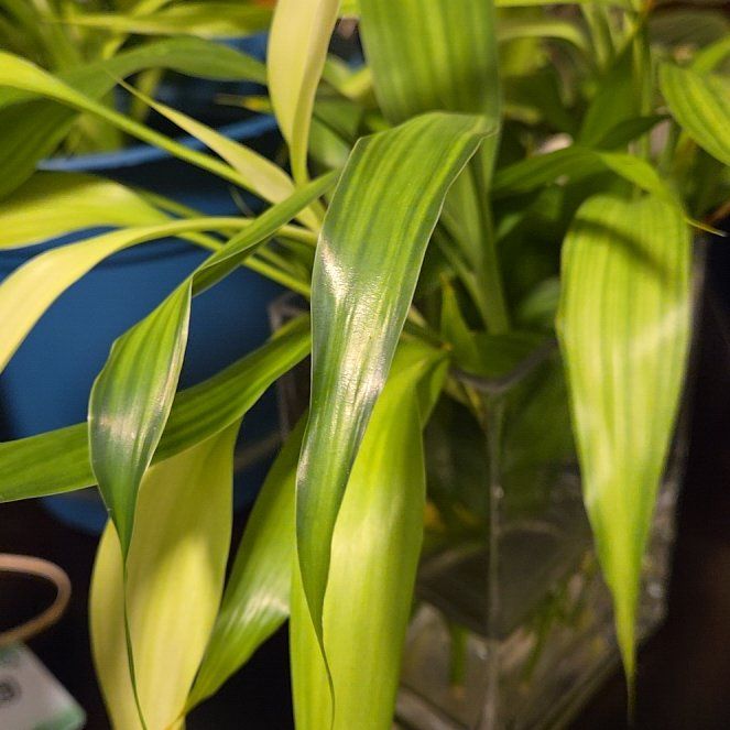 Photo of the plant species Hardy Bamboo by @HighTupeia84 named Bamboo leaves on Greg, the plant care app